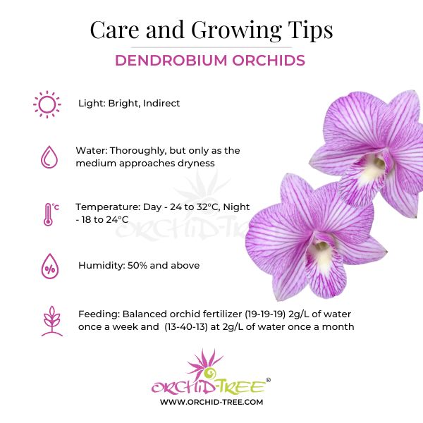 Dendrobium Airway Blue Orchid plant - FF