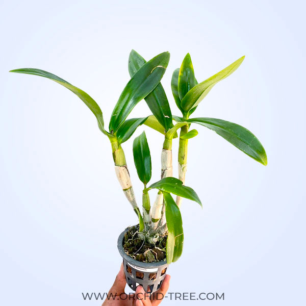Dendrobium Diamond #1 - BS