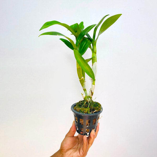 Dendrobium PM White - BS