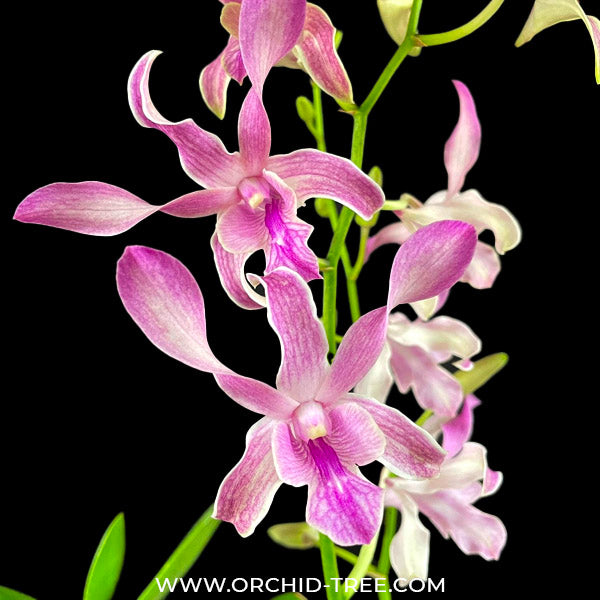 Dendrobium Pink Twist - BS