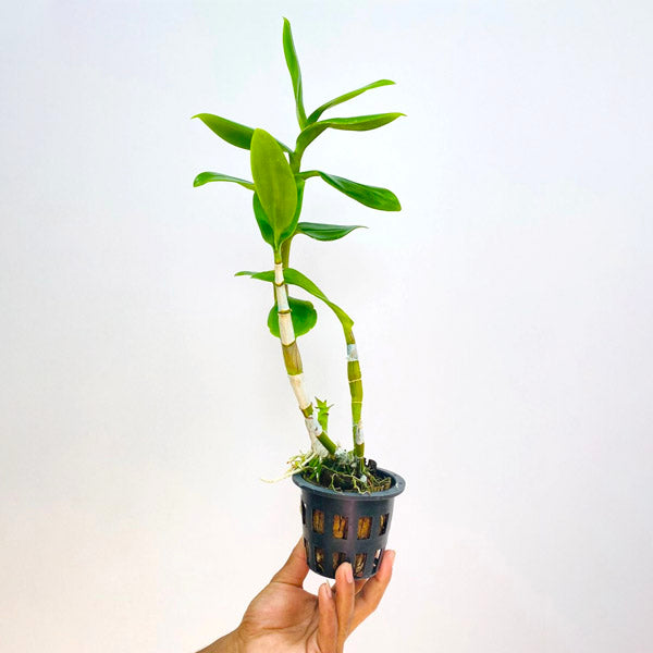 Dendrobium Pink Twist - BS