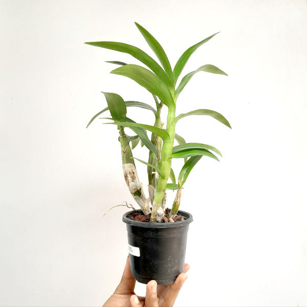Dendrobium 3 lip Pansy- FF