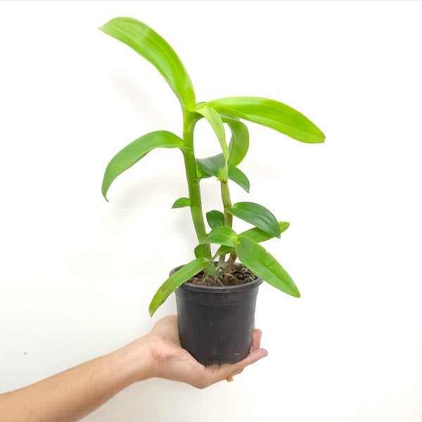 Dendrobium Big Charming Orchid Plant - BS