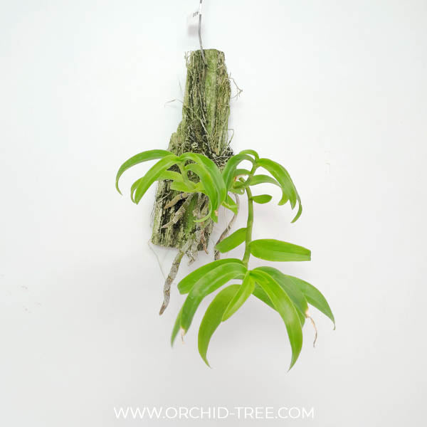 Dendrobium pierardii sp. Orchid Plant - BS