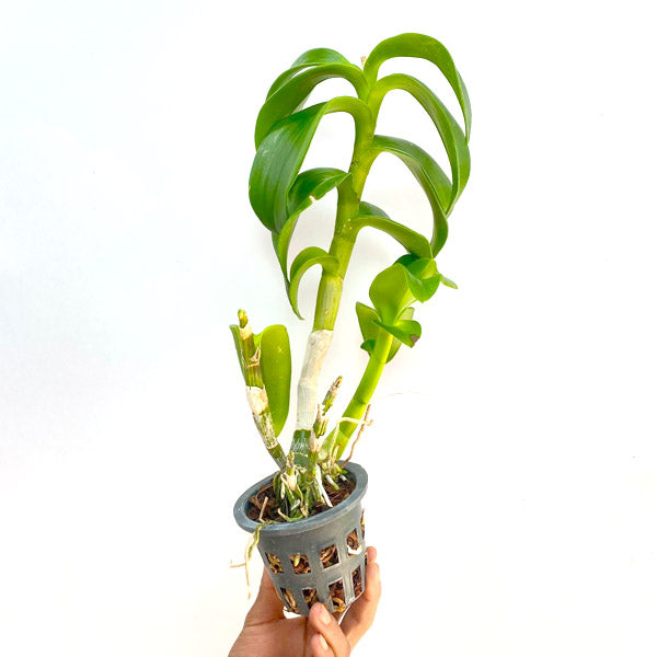 Dendrobium Yellow 50 - BS