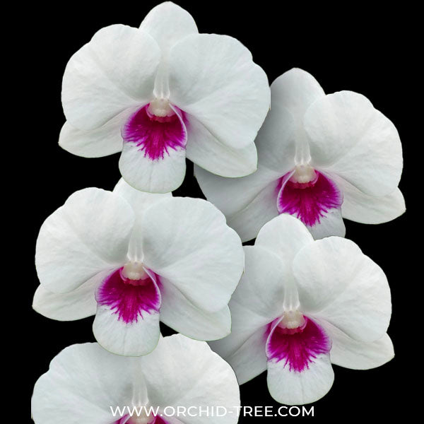 Dendrobium Diamond #1 - BS