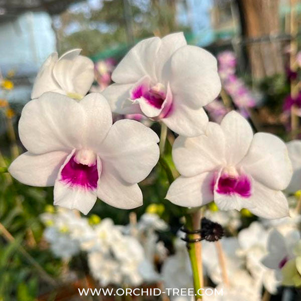 Dendrobium Diamond #1 - BS