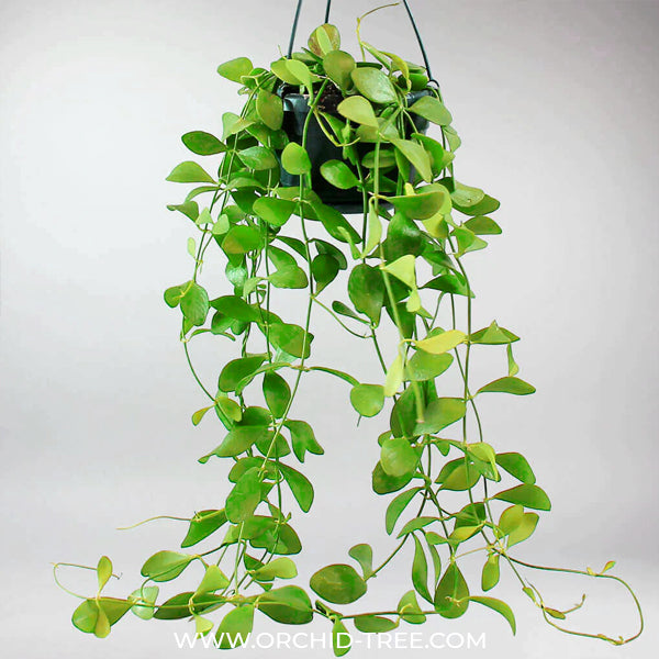 Dischidia Geri Green