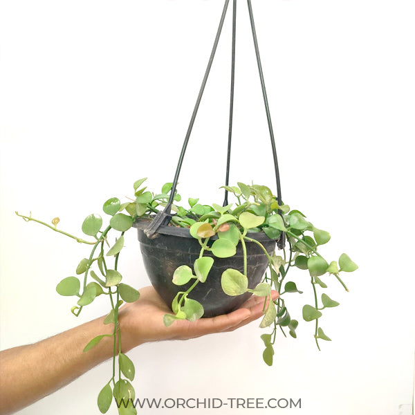 Dischidia Geri Green