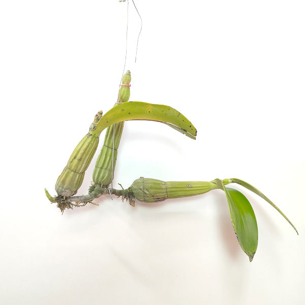 Myrmecophila humboldtii sp.(Bare Root Divisions) - BS