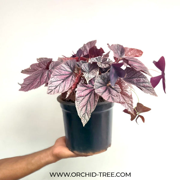 Begonia Big Pot Plants | 3 Varieties