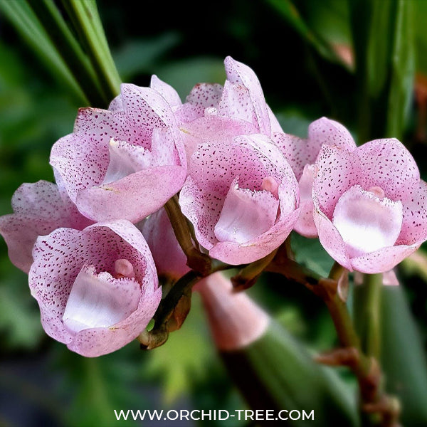 Peristeria Parotia | Pink Dove Orchid - BS