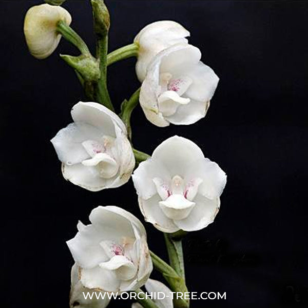 Peristeria elata sp. (Dove Orchid) Plant - BS