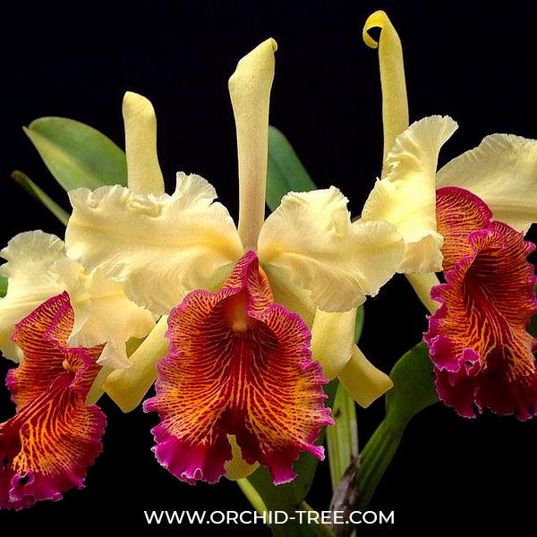 Cattleya dowiana sp. - MS