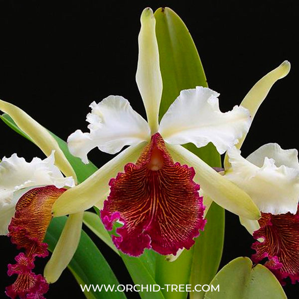 Cattleya dowiana sp. - MS