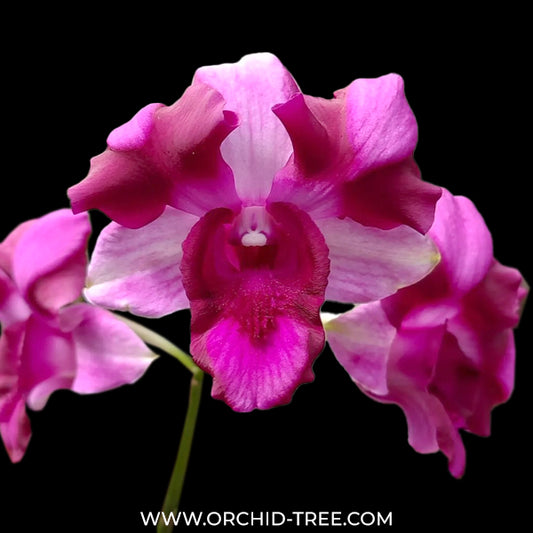 Dendrobium Dragon Beauty Orchid Plant - MS