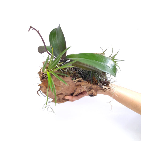Drift Wood Mounted Display Of Orchid Plants - FF