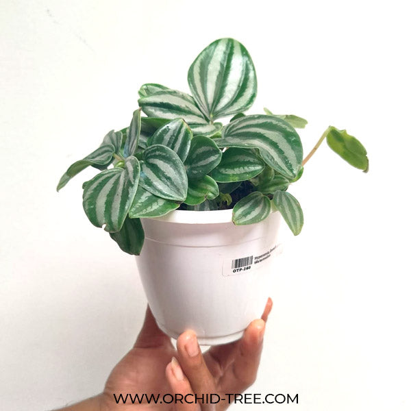 Peperomia Dwarf Watermelon