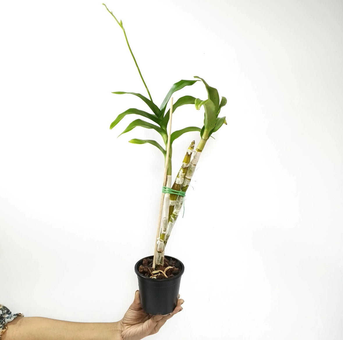 Dendrobium Wave Pink Orchid Plant - FF