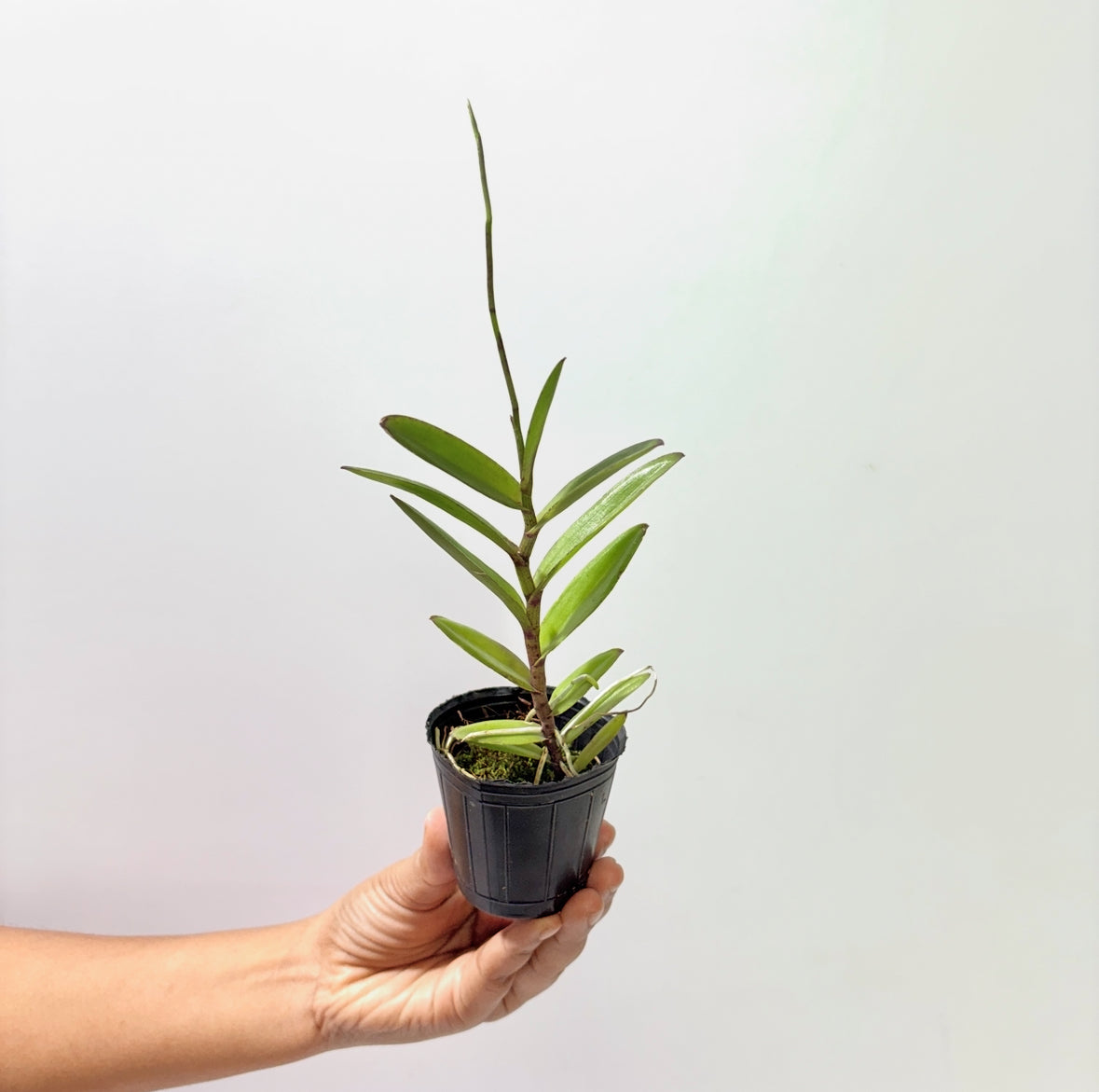 Epidendrum calanthum sp. Orchid Plant - BS