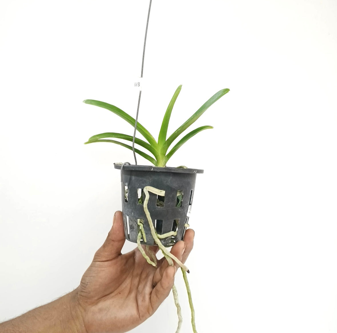 Vanda Kulvadee Fragrance Black Orchid Plant - SS