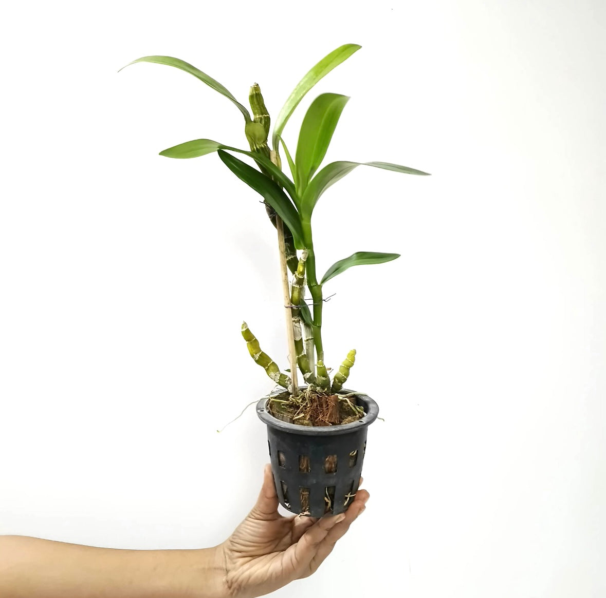 Dendrobium Asian Beauty Orchid Plant - BS