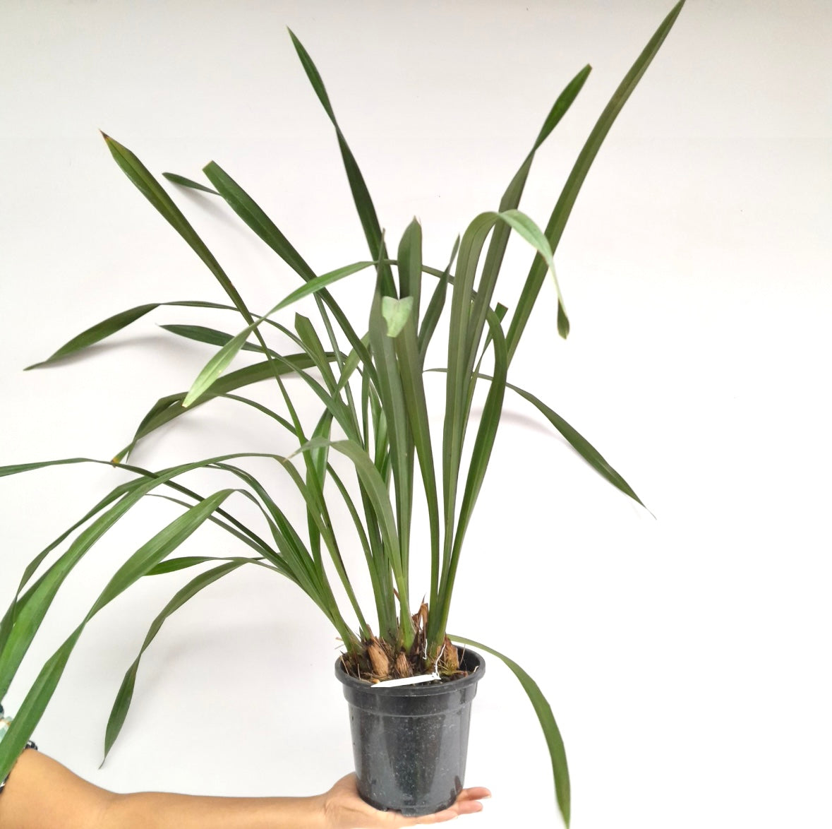 Cymbidium (HTC) Chen's Ruby Orchid Plant - BS