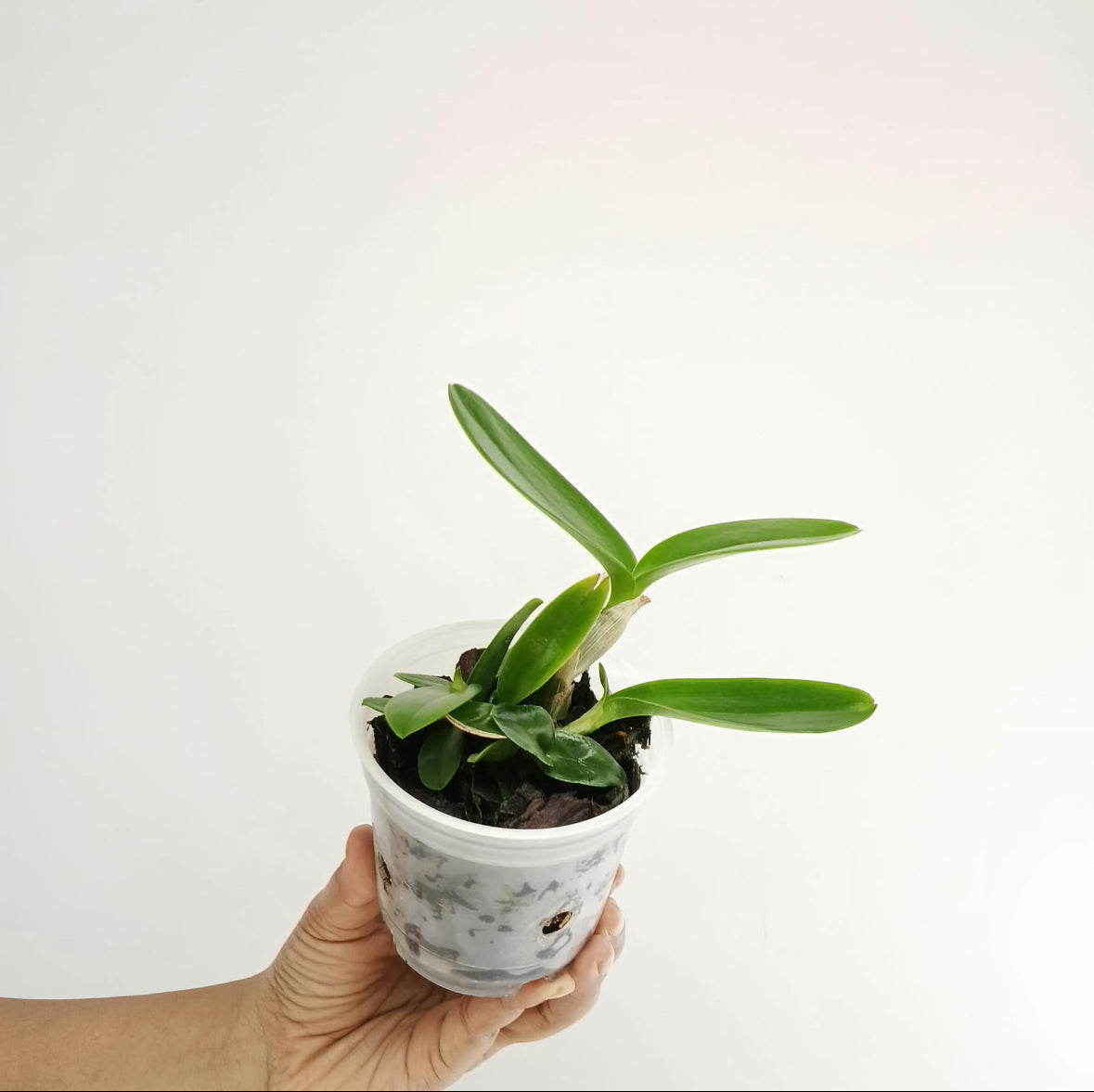 Cattleya leopoldii sp. Orchid Plant - MS