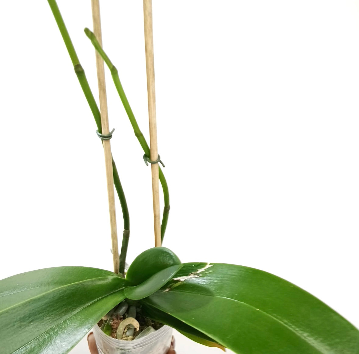 Phalaenopsis Moonlight Orchid Plant - FF