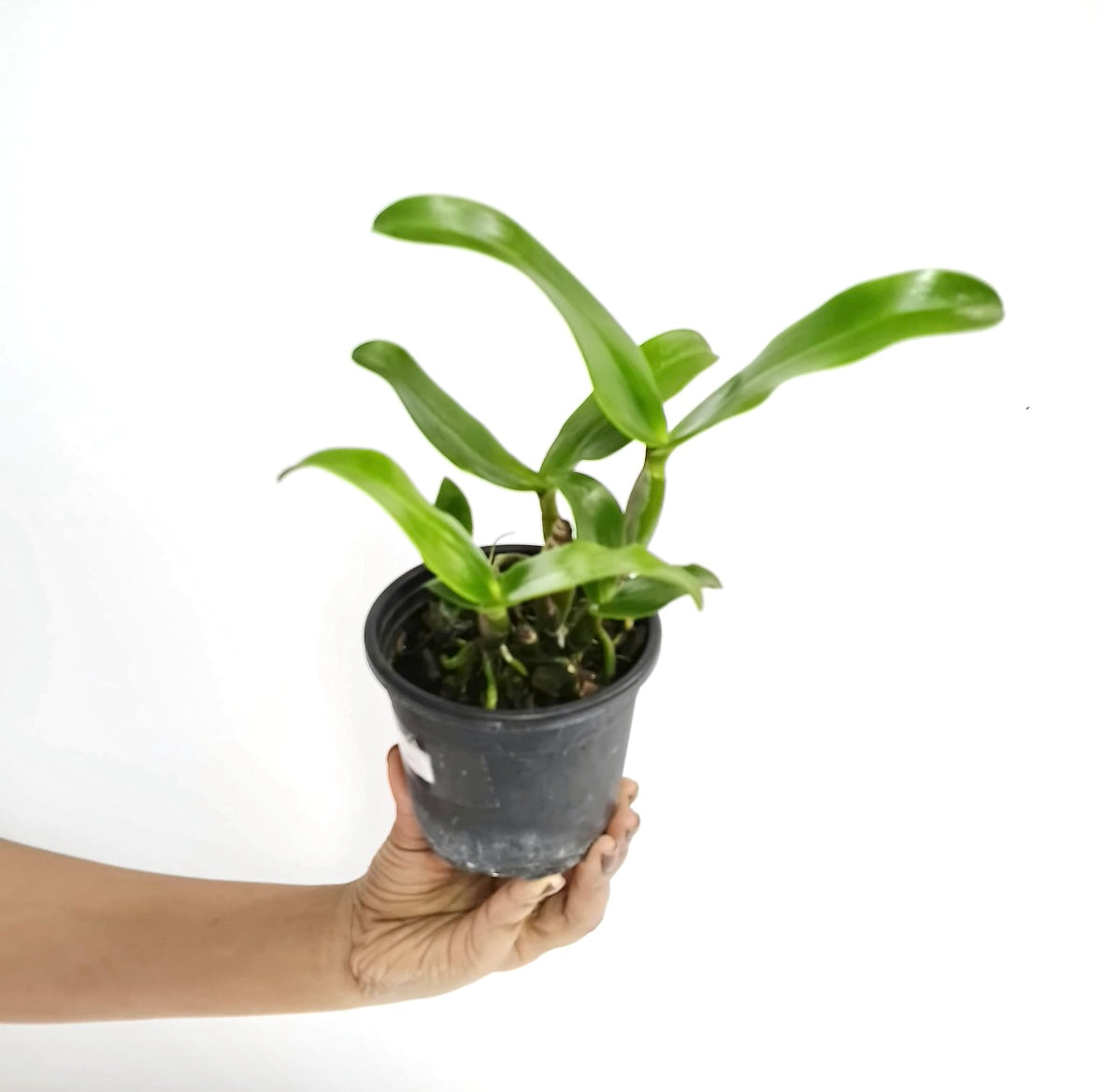 Cattleya Siam Jade Orchid Plant - BS
