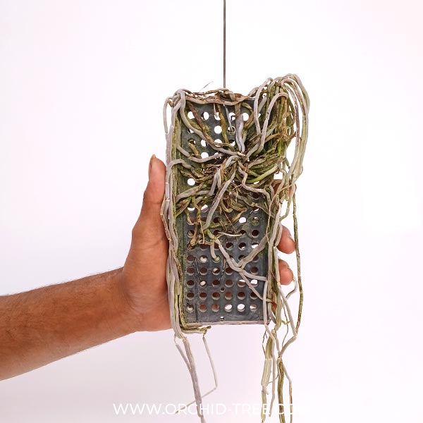 Chiloschista viridiflava sp. Orchid Plant - FF (Emerging Spike)