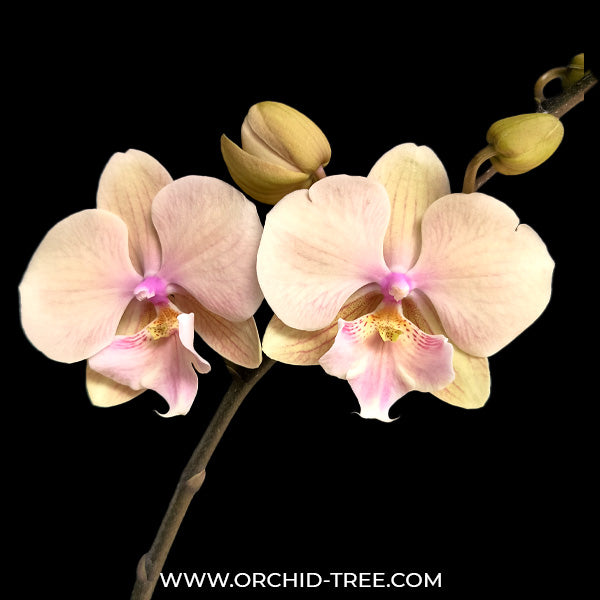 Phalaenopsis Echoes - BS