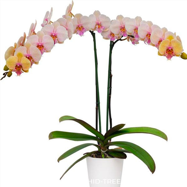 Phalaenopsis Echoes - BS