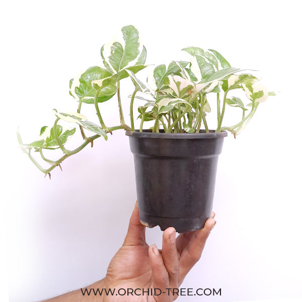 Money Plant N'Joy Small Pot