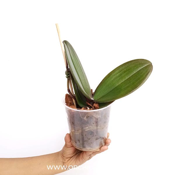 Phalaenopsis Elastic Love Orchid Plant - FF