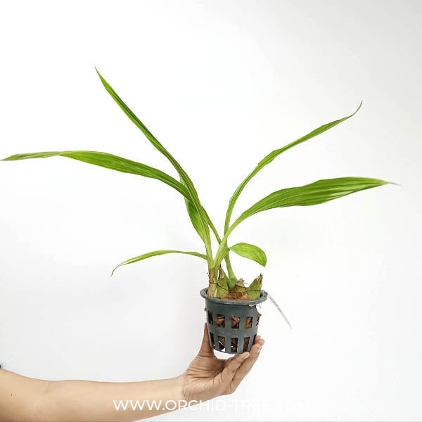 Peristeria elata sp. (Dove Orchid) Plant - BS