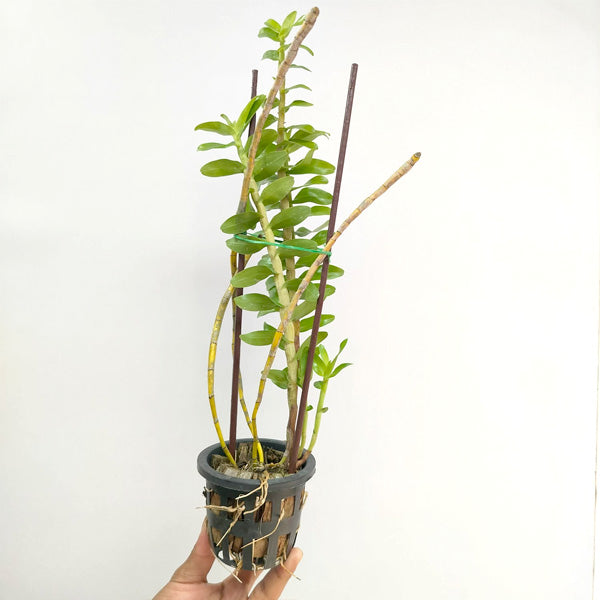 Dendrobium ellipsophyllum sp. - BS