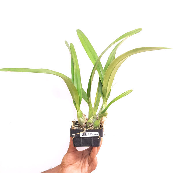 Encyclia Jairak Smiley - BS