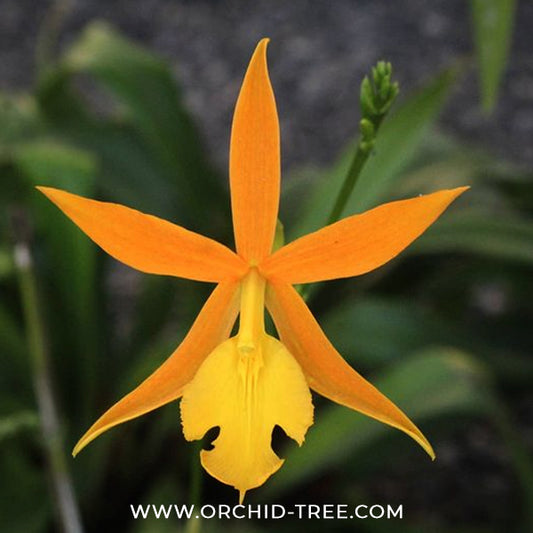 Epithechea Orange Blaze Orchid Plant - BS