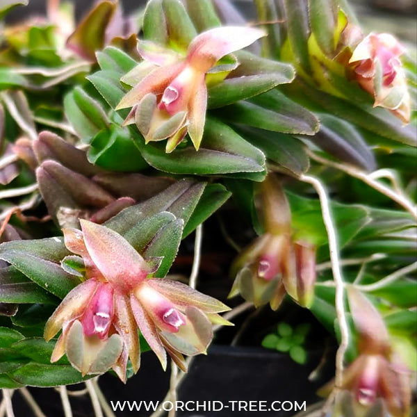 Epidendrum schlechterianum sp. - BS (Miniature)