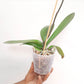 Phalaenopsis Epifania Orchid Plant - FF