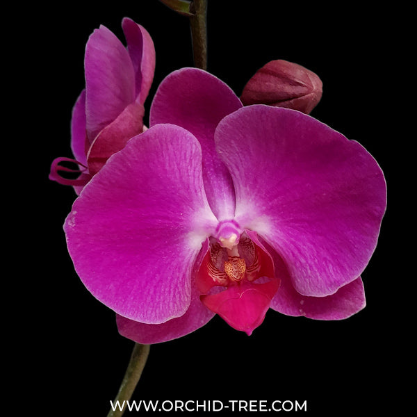 Phalaenopsis Epifania Orchid Plant - FF