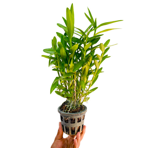 Epidendrum Wedding Valley 'Yukimai' - BS