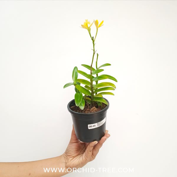 Epidendrium Yellow Doll Orchid Plant - FF