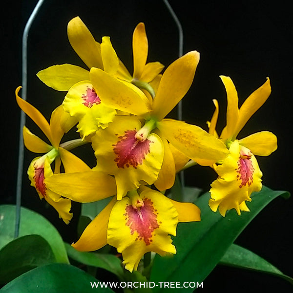 Cattleya (Eplc.) Don Herman - BS