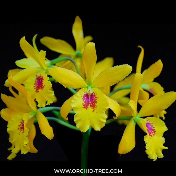 Cattleya (Eplc.) Don Herman - BS