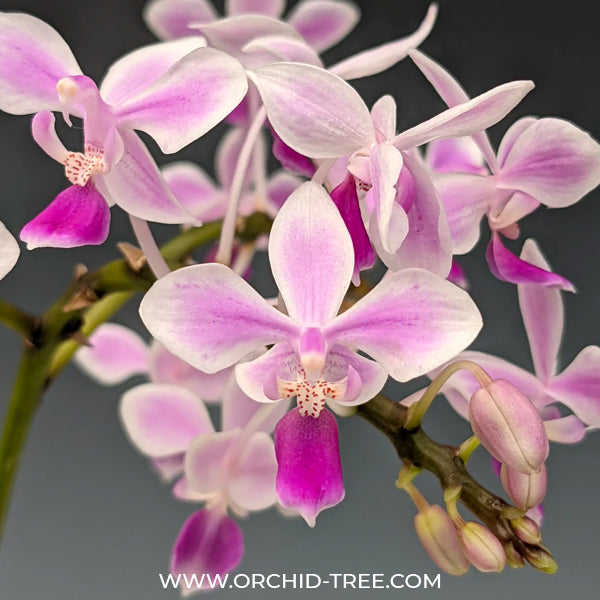 Phalaenopsis equestris sp. - BS