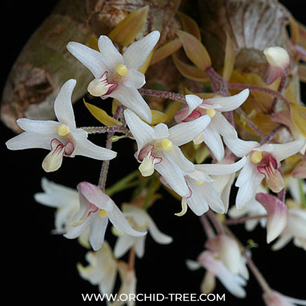 Eria obesa sp. - BS