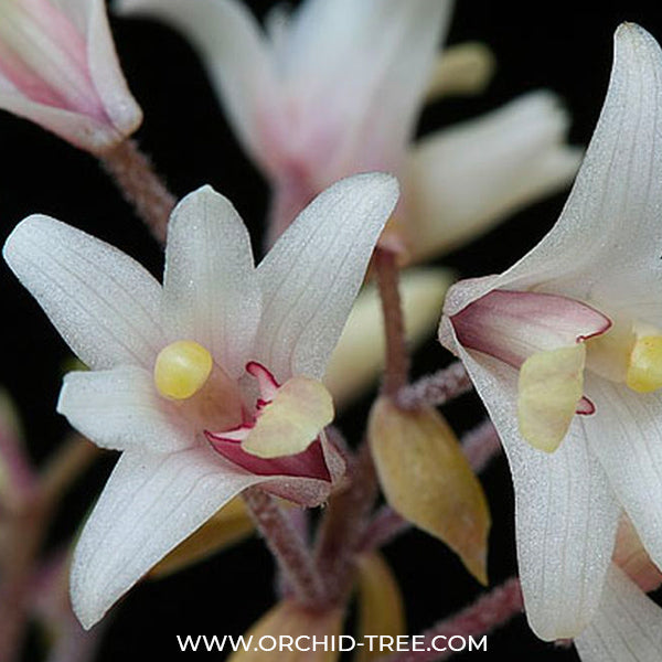 Eria obesa sp. - BS