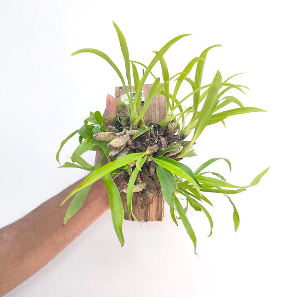 Eria obesa sp. - BS